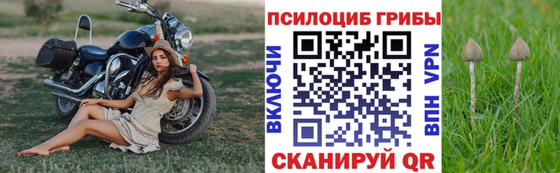 Галлюциногенные грибы Psilocybine cubensis  Братск 